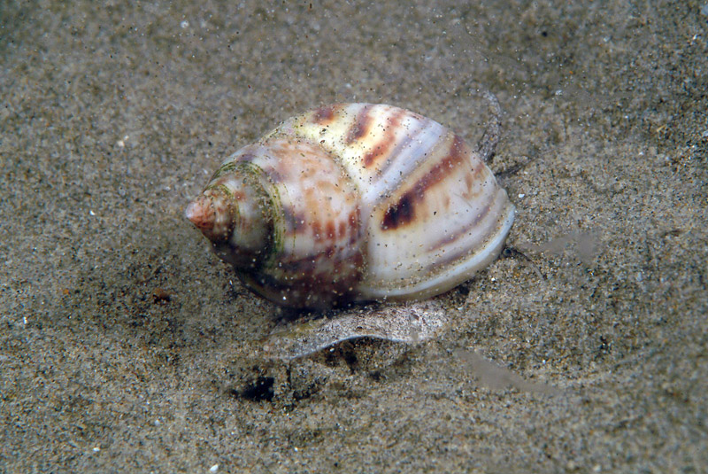 Nassarius mutabilis